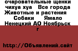 очаровательные щенки чихуа-хуа - Все города Животные и растения » Собаки   . Ямало-Ненецкий АО,Ноябрьск г.